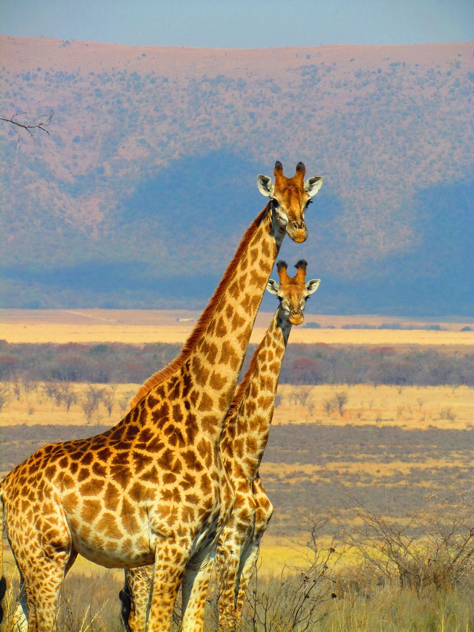 Giraffes on safari in South Africa
